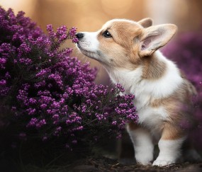 开云下载-中场魔术师的利刃与橙色风暴的战术革命，莫德里奇与荷兰足球的现代启示