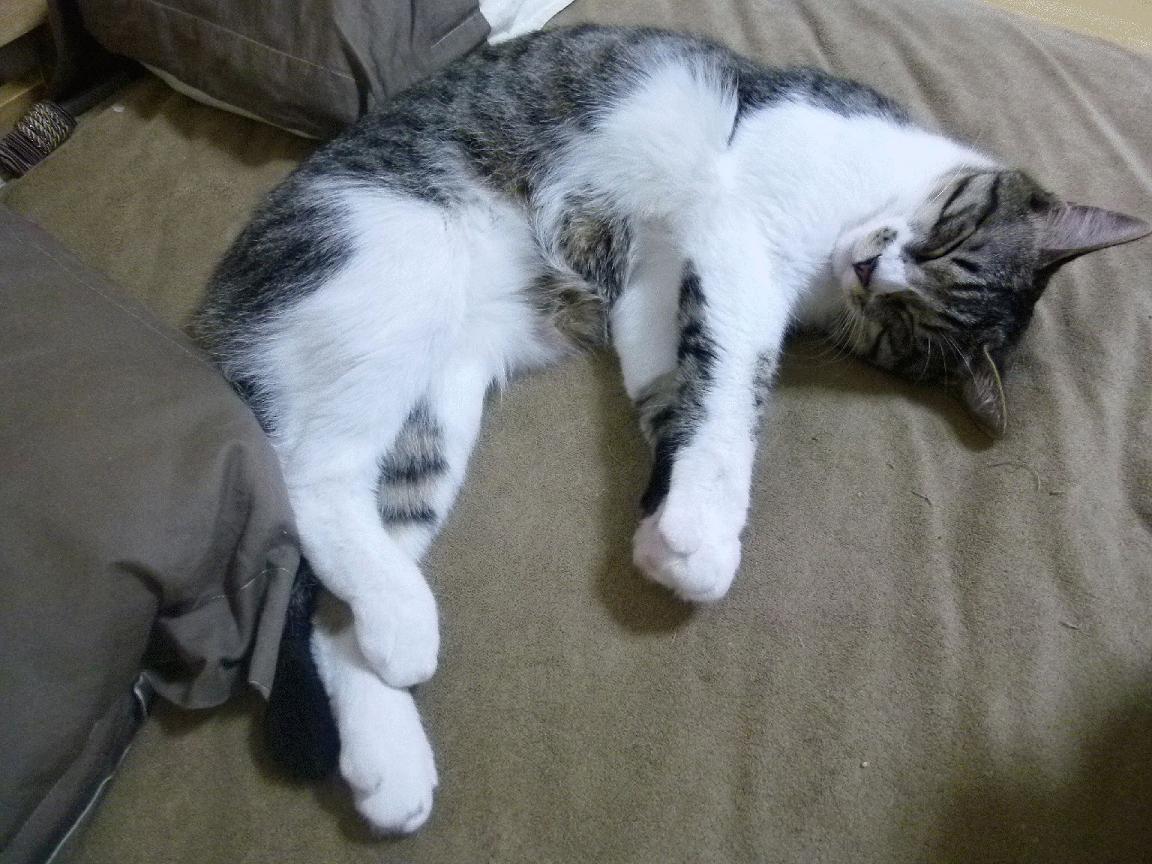 杰伦·格林爆发，猛龙提前终结悬念，奇才吞下苦涩失利